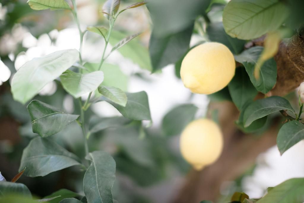 L'Orangeraie Et La Palmeraie D'Endoume مارسيليا المظهر الخارجي الصورة